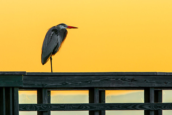 Heron on Pier at Twilight