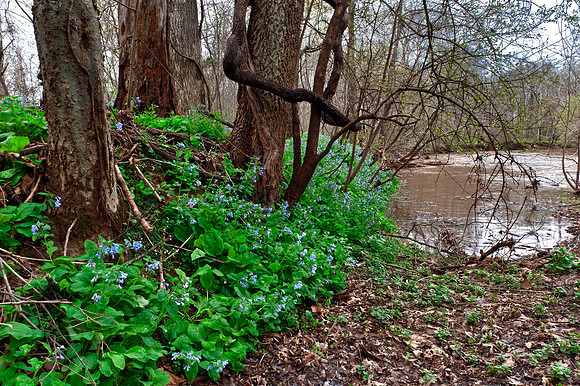 Virginia Bluebells at Merrimac Farm Wildlife Management Area, VA