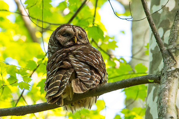Barred Owl
