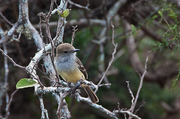 Warbler Finch