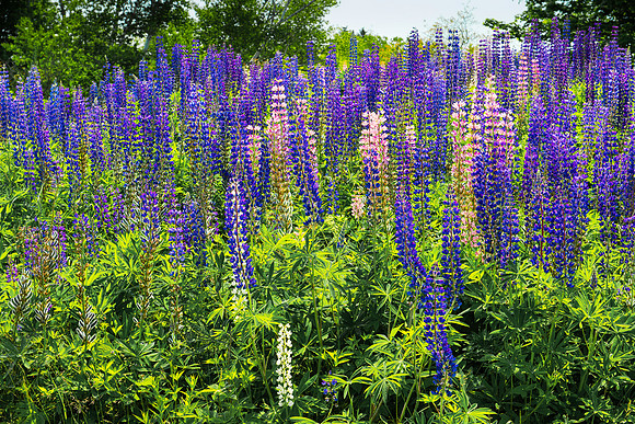 Lupines in Somesville