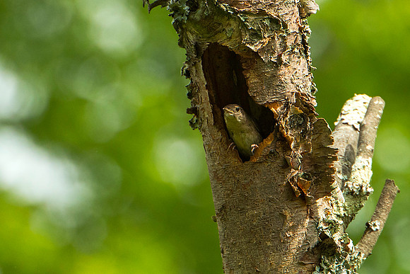 House Wren in Nest