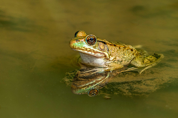 Bull Frog