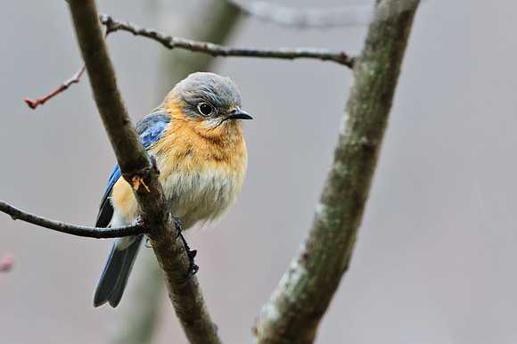 Female Blue Bird