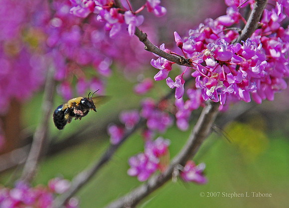 Bumble Bee