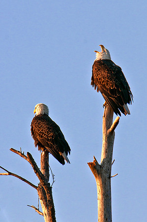 Screaming Eagle