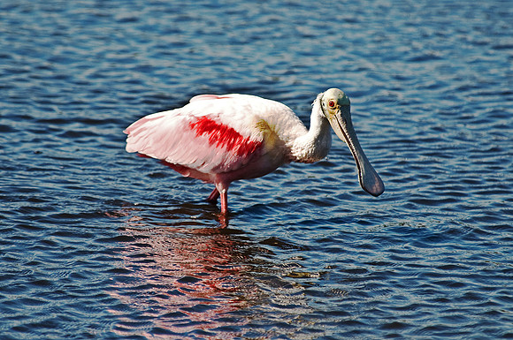Rosette Spoonbill