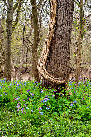 Virginia Bluebells at Merrimac Farm Wildlife Management Area