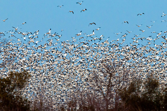 Snow Geese Chaos