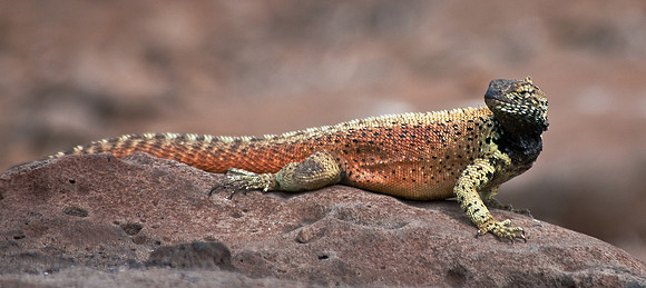 Lava Lizard