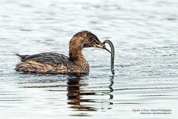 Pied-billed Grebe with a Swamp Eel