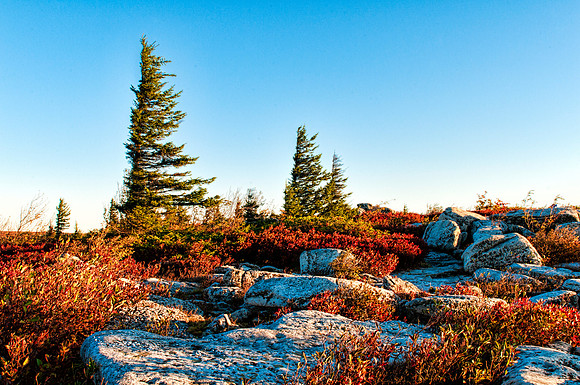 Early Morning on Dolly Sods