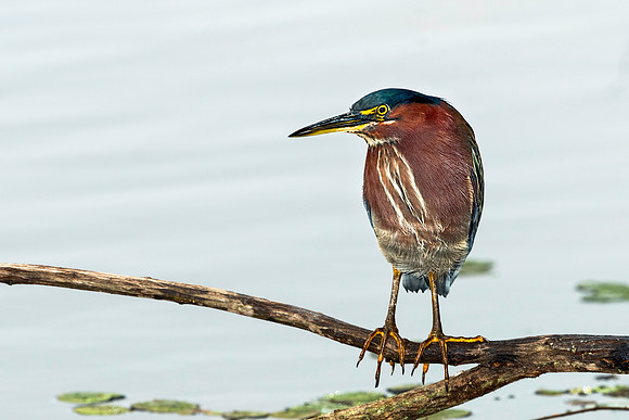 Green Heron