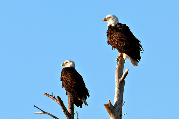 American Bald Eagles