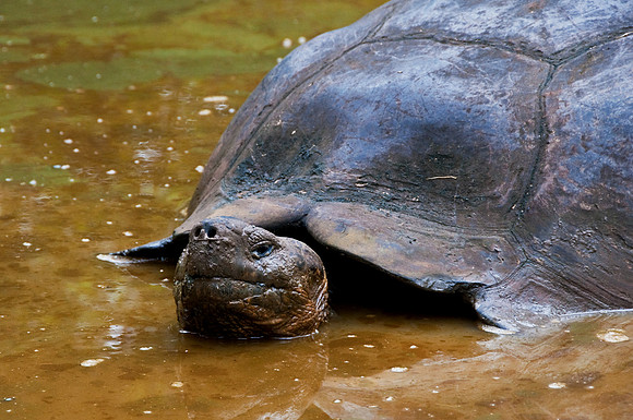 Galapagos Giant Tortoise