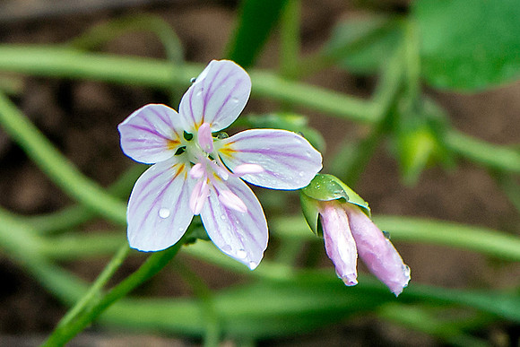 Spring Beauties