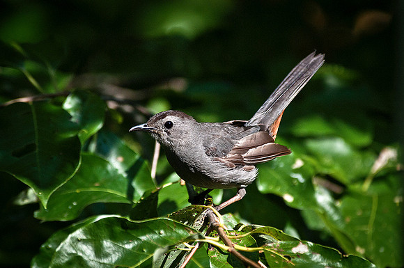 Catbird