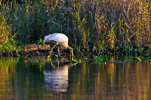 Stork on Lake Wauberg at Sunset