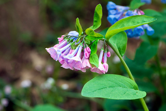 Bluebells at Merrimac Farm Wildlife Management Area