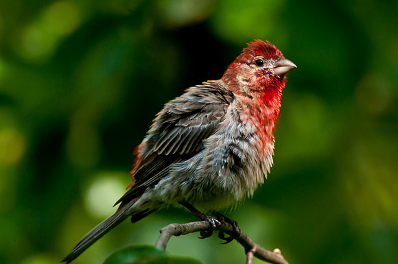 House Finch Fluffed Up