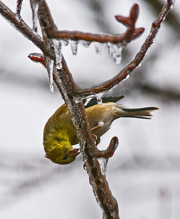 Goldfinch Eating Ice.jpg