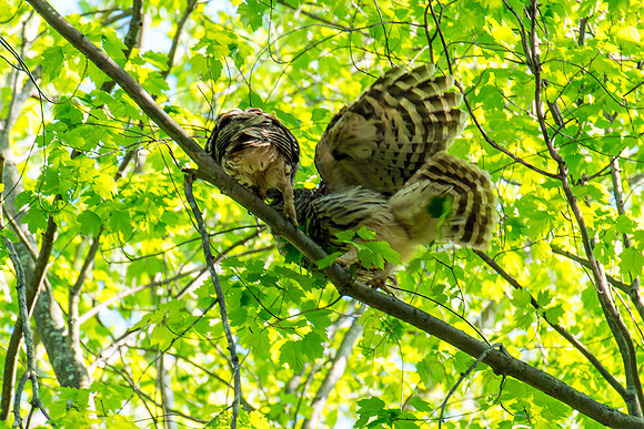 Barred Owl