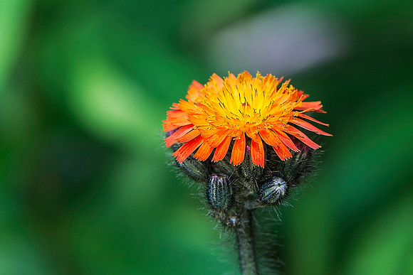 Orange Hackweed 2