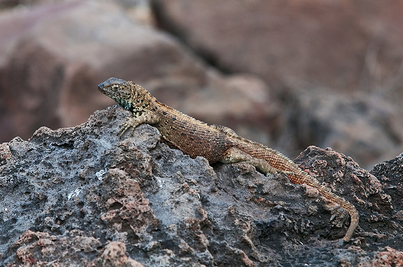 Lava Lizard