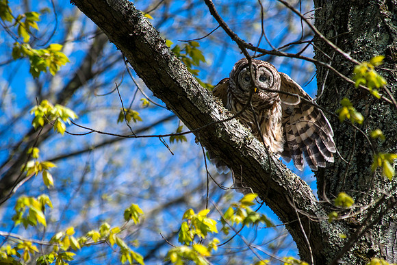 Barred Owl