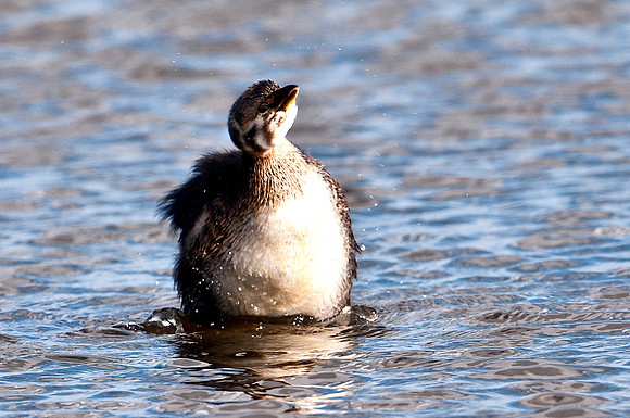 Least Grebe Bathing