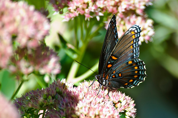 Blue Buttefly