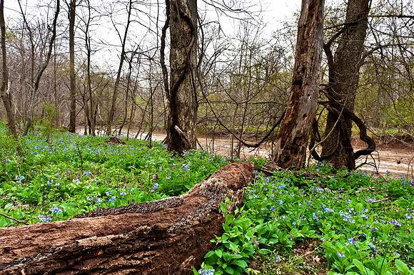 Virginia Bluebells at Merrimac Farm Wildlife Management Area, VA
