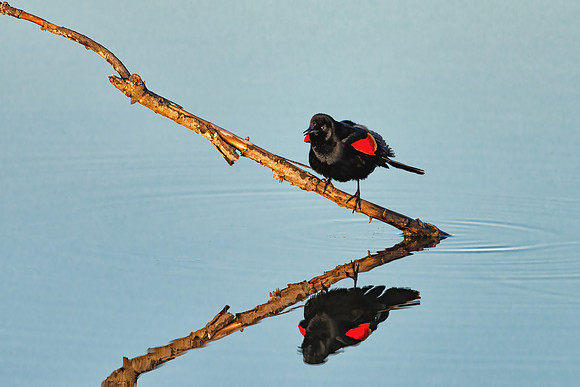 Red-winged Blackbird