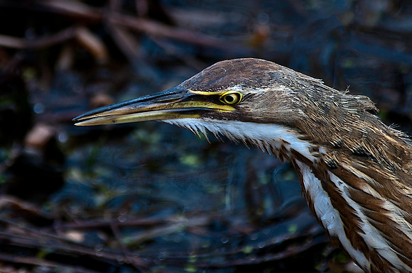 American Bittern