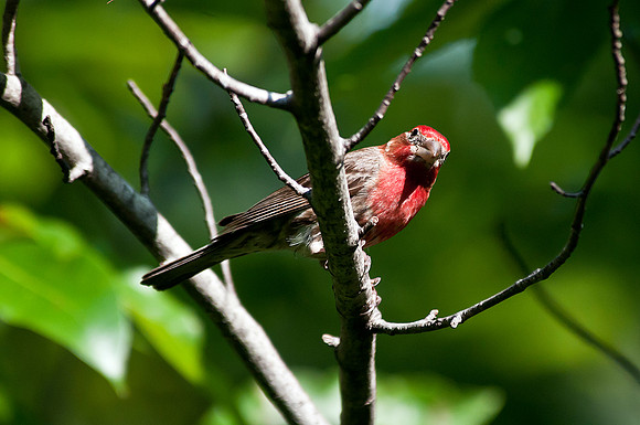 House Finch