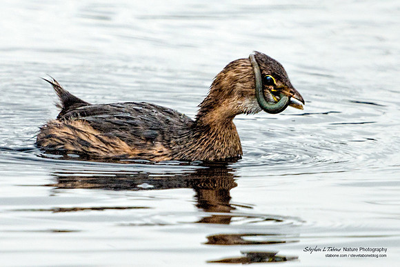 Pied-billed Grebe with a Swamp Eel