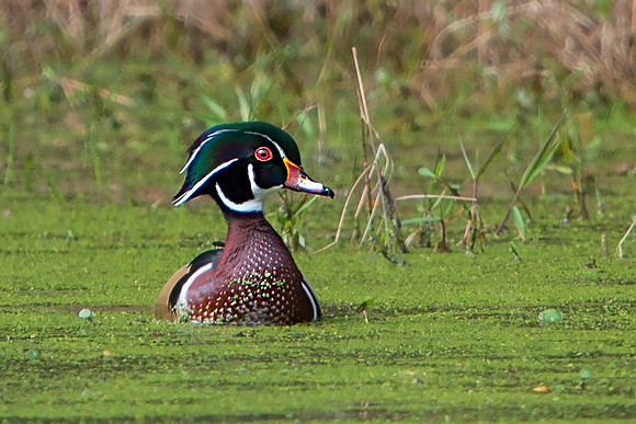 Wood Duck on Prairie Creek Preserve