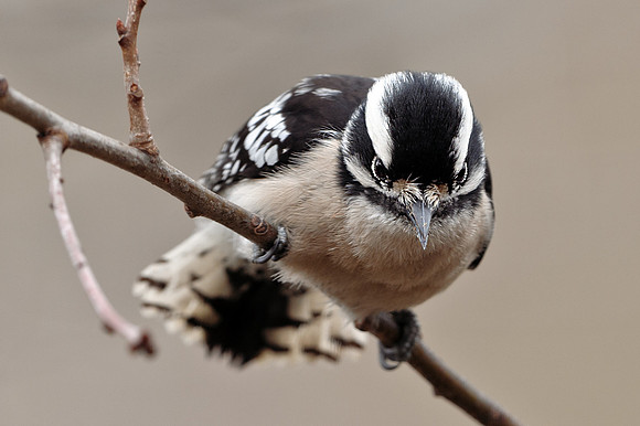 Downy Woodpecker