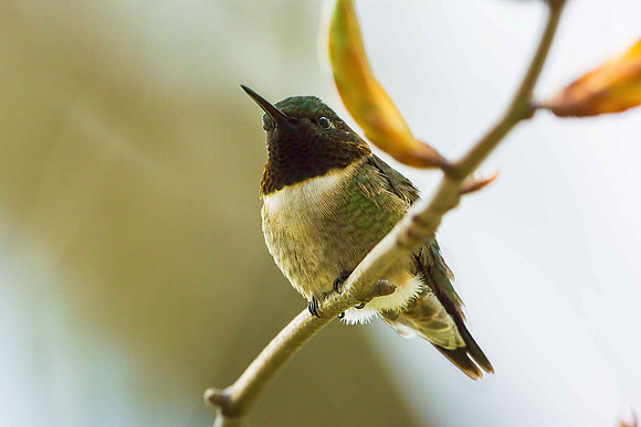 Ruby-throated-Hummingbird
