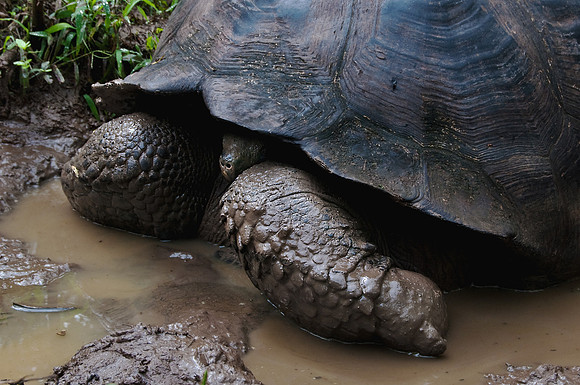 Galapagos Giant Tortoise