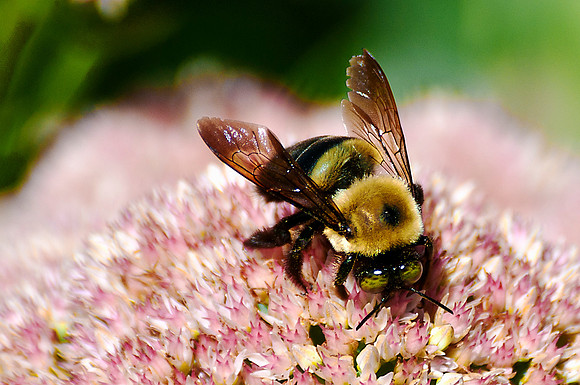 Bumble Bee