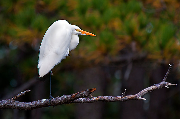 Great Egret
