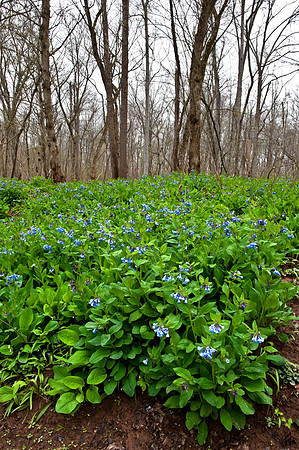 Virginia Bluebells at Merrimac Farm Wildlife Management Area, VA