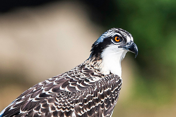 Osprey Chick Profile