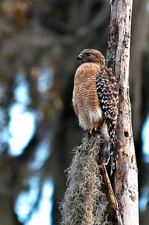Red Shoulder Hawk at Lake Wauburg
