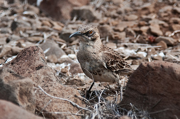 Galapagos Mockingbird