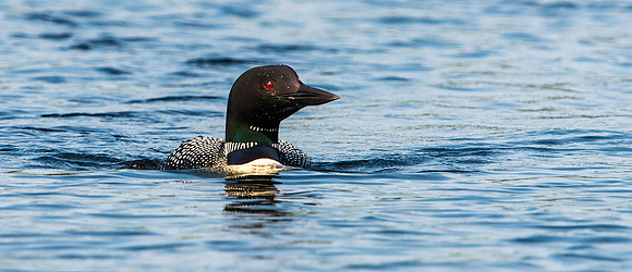 Common Loon on Long Lake