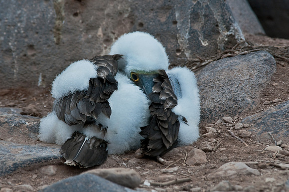Blue-Footed Boobie Chick