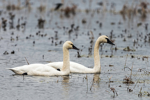 Tundra Swans at Mattamuskeet NWR