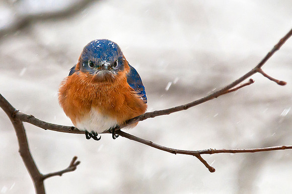 Snow Covered Angry Bluebird